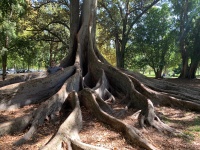 Держаться корней.jpeg Держаться корней.jpeg